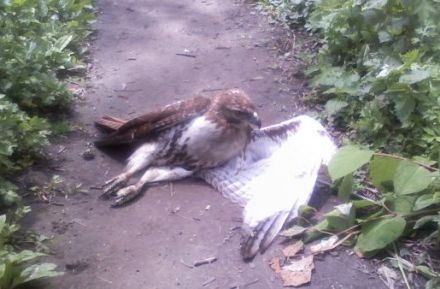 Poisoned Red Tail HAwk BX Forest
