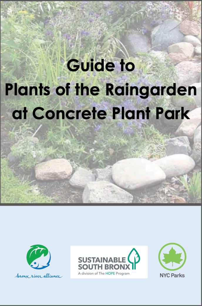 Guide to Plants of the Rain Garden at Concrete Plant Park