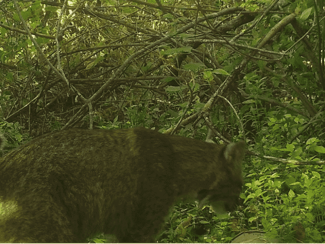 In October 2020, a bobcat was spotted along the Bronx River.