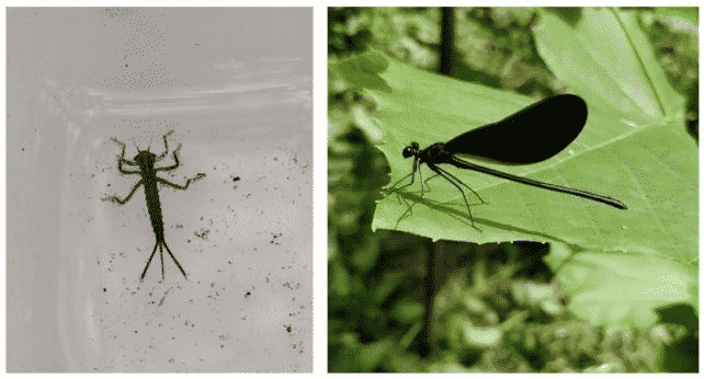 Dragonflies and Damselflies (Odonata spp.)