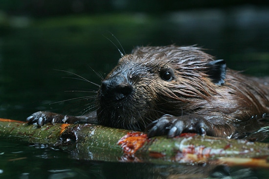 Beaver (Castor Canadensis)