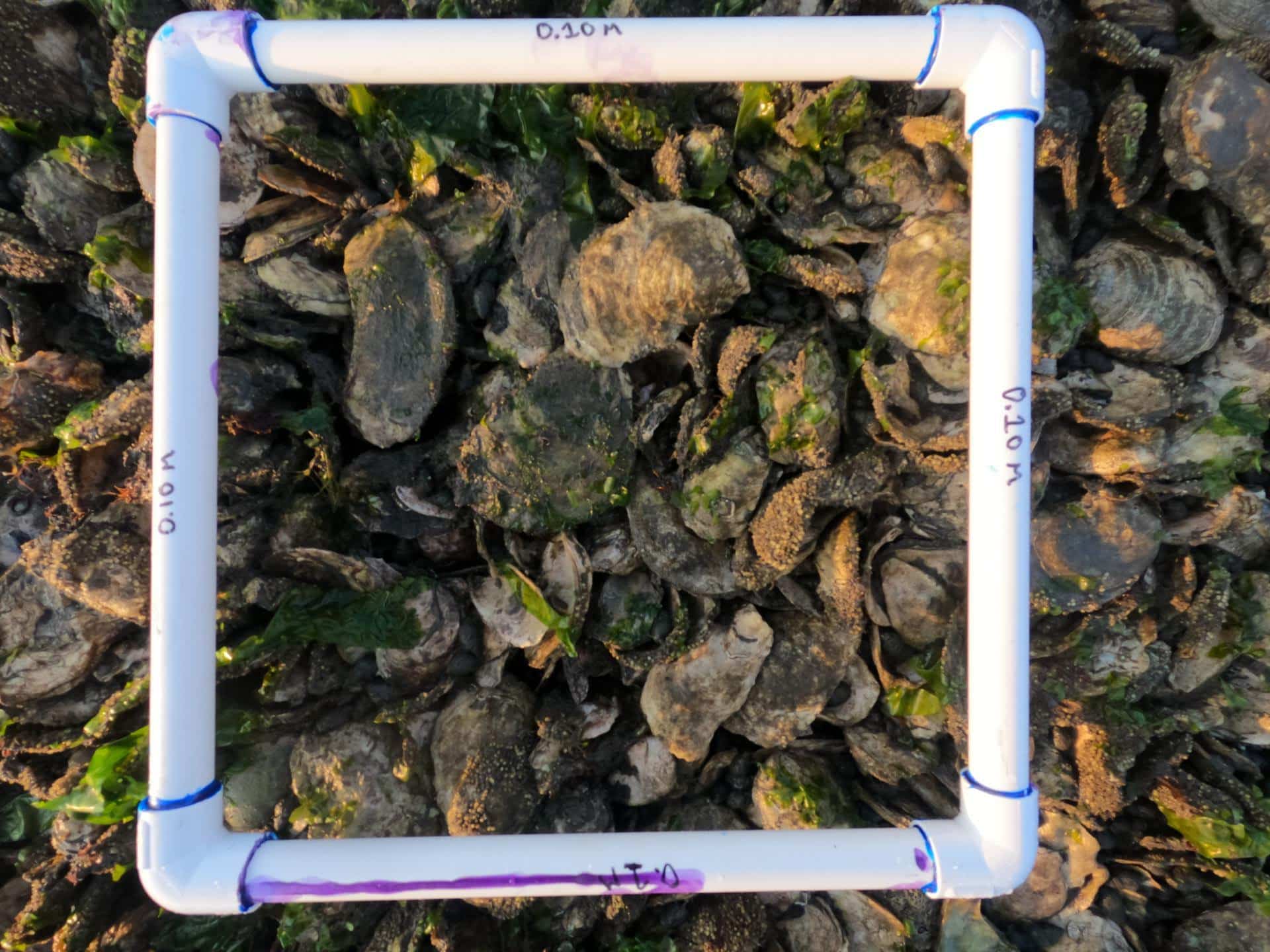 Monitor Oysters