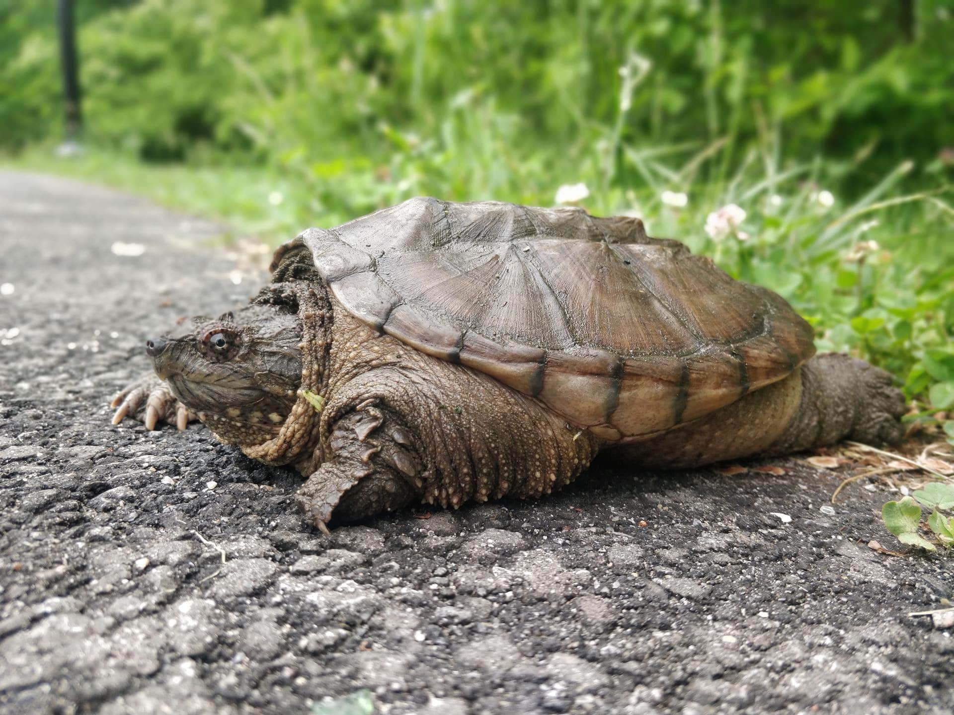 Snapping Turtle-Bronx River House