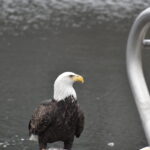 Bald eagle returns to the Bronx River!