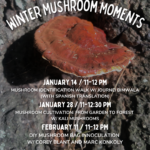 Winter Mushroom Moments