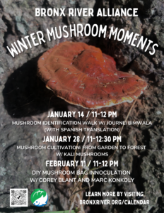 Winter Mushroom Moments