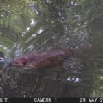 Eager for Beavers: Beavers Back in the Bronx River