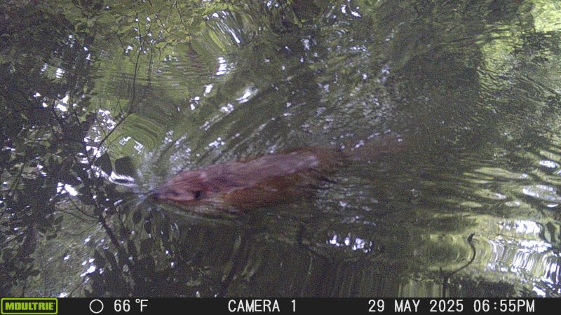 Eager for Beavers: Beavers Back in the Bronx River