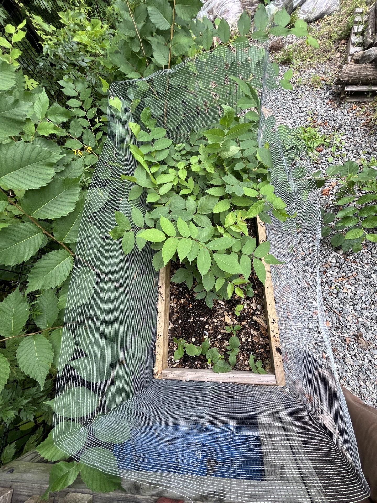 Air-pruned Raised Beds: Harvesting and Winterizing
